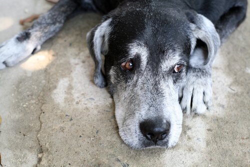 Hund som ligger ner och ser ledsen ut.