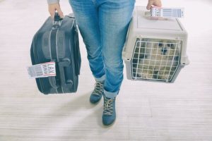 Flera tips för att vänja ditt husdjur vid bur