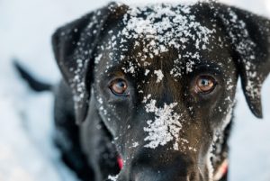 Hypotermi hos hundar: symptom och behandling