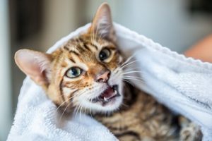 Hur man tvättar katten utan att ge honom ett bad