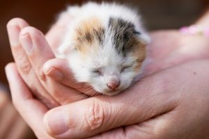Vad bör du göra om du hittar kattungar på gatan?