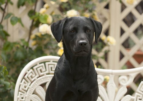 Labrador Retriever