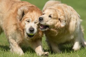 Hur kan du hindra din hund från att bitas?