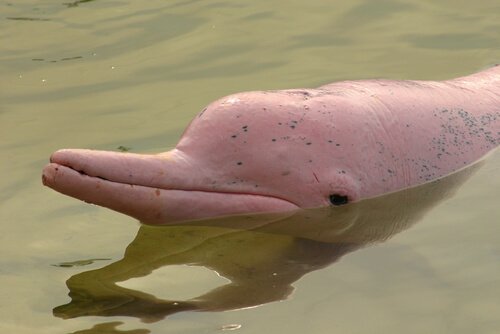 Rosa amazondelfin som tittar upp.