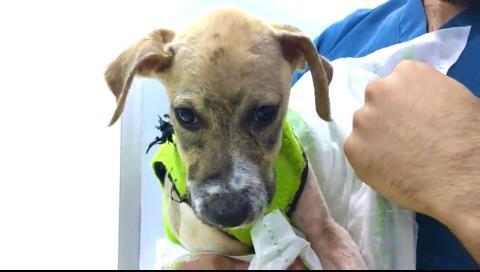 Valpen Pascal hos veterinären.