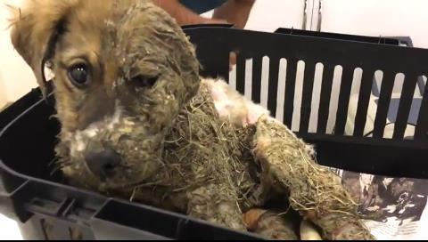 Valpen Pascal som ligger i korg.