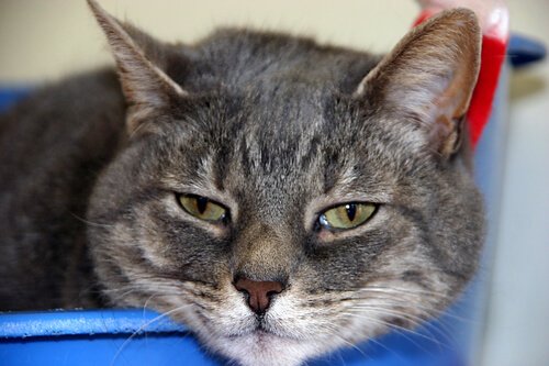 vanliga sjukdomar hos katter