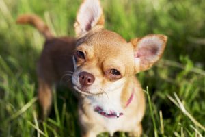 Chihuahuor är aggressivare än pitbullterriers