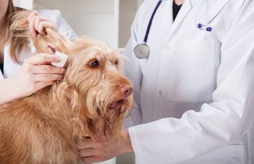 Hund hos veterinären