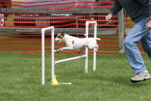 Agility för hundar
