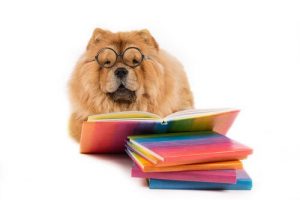 Vilket är det mest emotionellt intelligenta djuret?