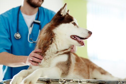 Husky hos veterinären