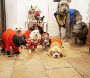 En man räddar tio hundar och grisar via adoption