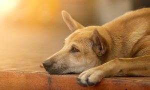 6 effektiva sätt att muntra upp din hund