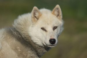 Grönlandshunden: en fantastisk hundras