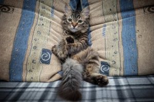Hindra din katt från att hoppa upp i soffan