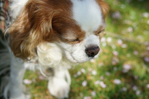 Hund som blivit förgiftad.