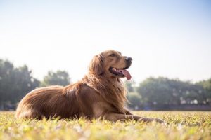 Hur man vet om hunden är frisk baserat på avföringen