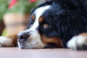 Hur du förhindrar att hunden känner sig ensam