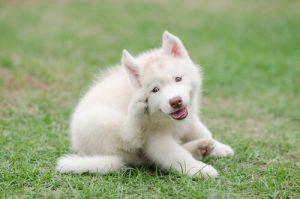Hundklåda – allt du behöver veta om din hund drabbas
