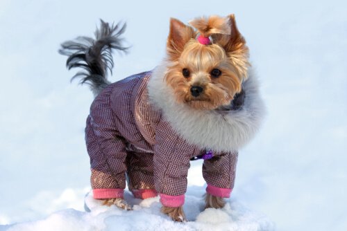 Yorkshireterrier i snön
