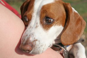 Fem tips för att lugna ned en orolig hund