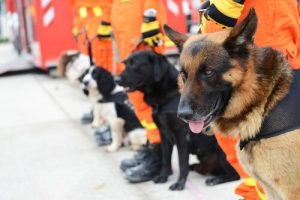 Allt du behöver veta om träning av räddningshundar