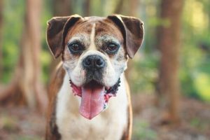 Fem tydliga tecken på att din hund åldras