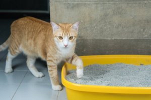 Rekommendationer för att lämna en katt hemma