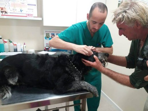 Bob hos veterinären