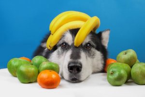 7 utsökta, nyttiga och somriga frukter till din hund