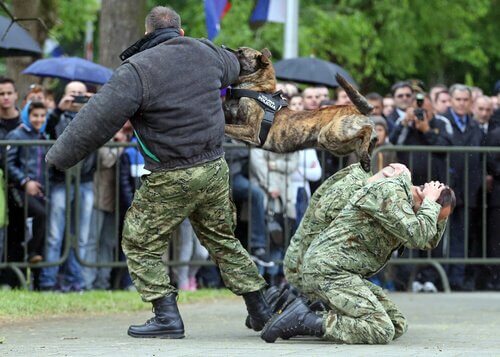 Hund attackerar