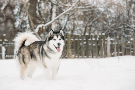 Malamute i snön