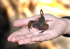 Vad du gör om du blir stucken av en skorpion?