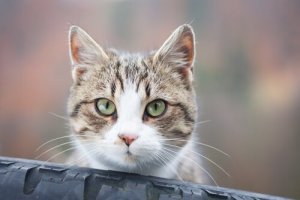 Anledningar till att din katt stirrar på dig