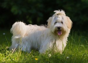 Hundrasen bichon havanais: Kubas nationalhund