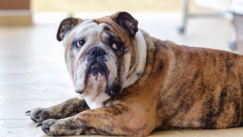 Deprimerad hund måste träffa psykolog