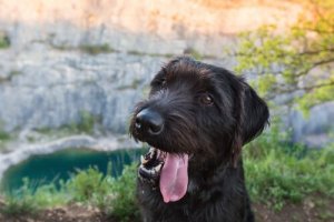 Är en blandrasig hund friskare än en renrasig?