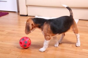 Gör egna interaktiva leksaker åt din hund