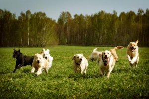 Lär din hund att komma vid anrop med dessa tips