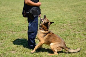 Grundläggande lydnadsövningar för din hund