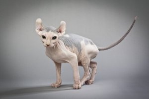 Alvkatten: en kattras med krökta öron och utan hår