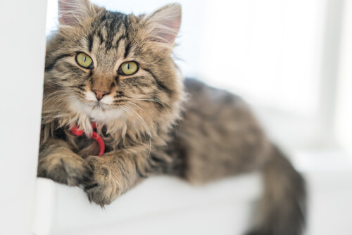 Långhårig katt i fönster