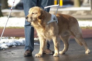 Hur ser egentligen livet ut för en ledarhund?