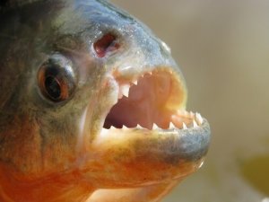 Pirayan: lär känna den skrämmande fisken