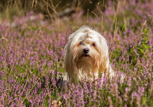 Havanais bland blommor