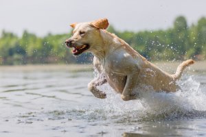 Hur du erbjuder din hund rätt mängd motion
