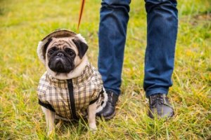 Aggressiva och överbeskyddande hundar