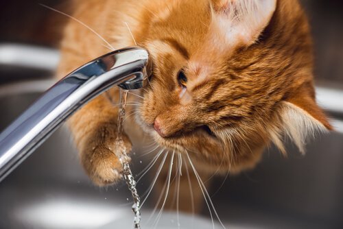 njursvikt katt symptom njursvikt katt symptom