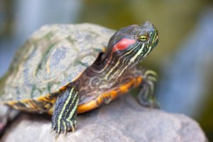 6 exotiska inkräktande arter du bör känna till